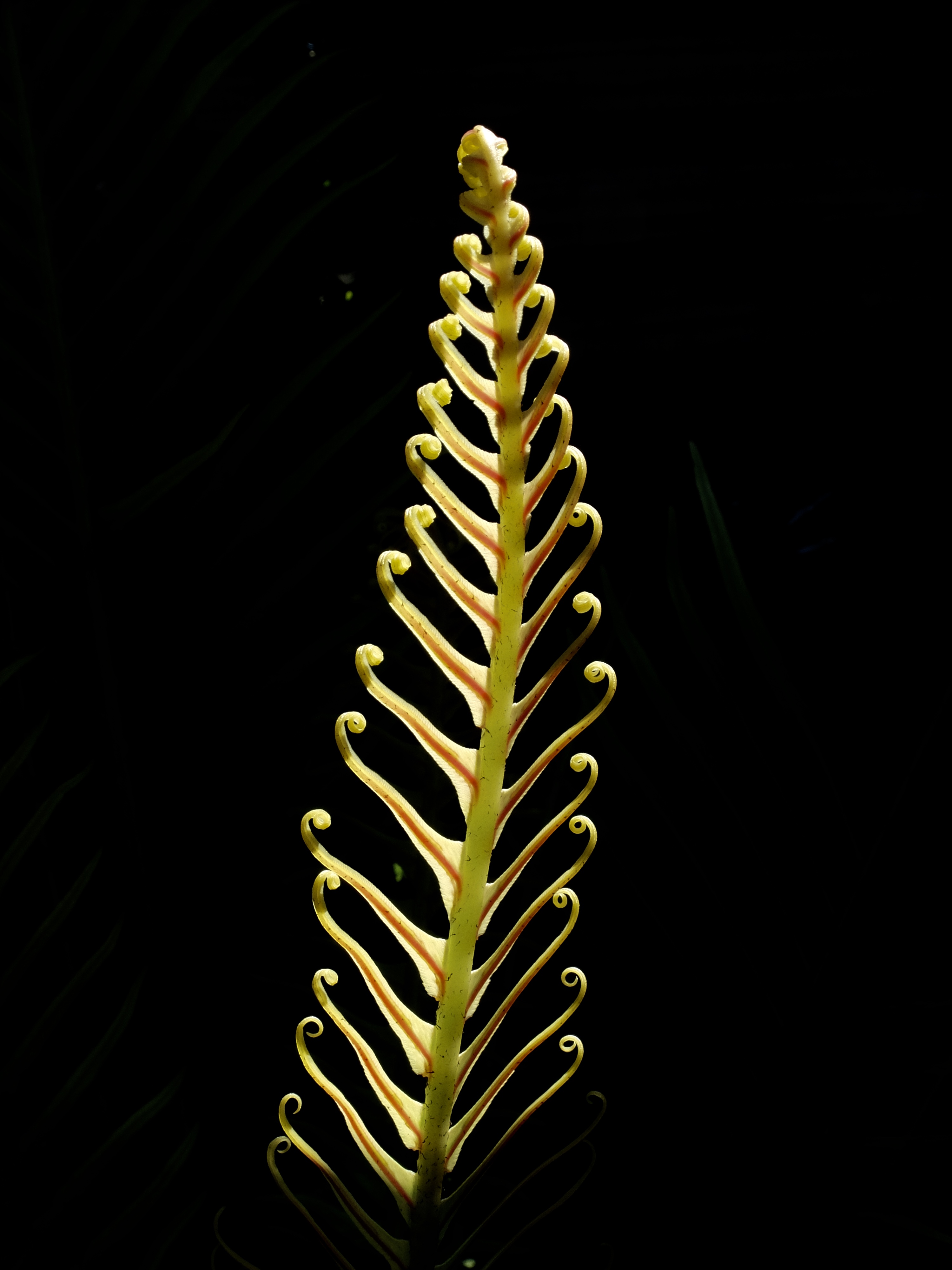 A fern in the back yard