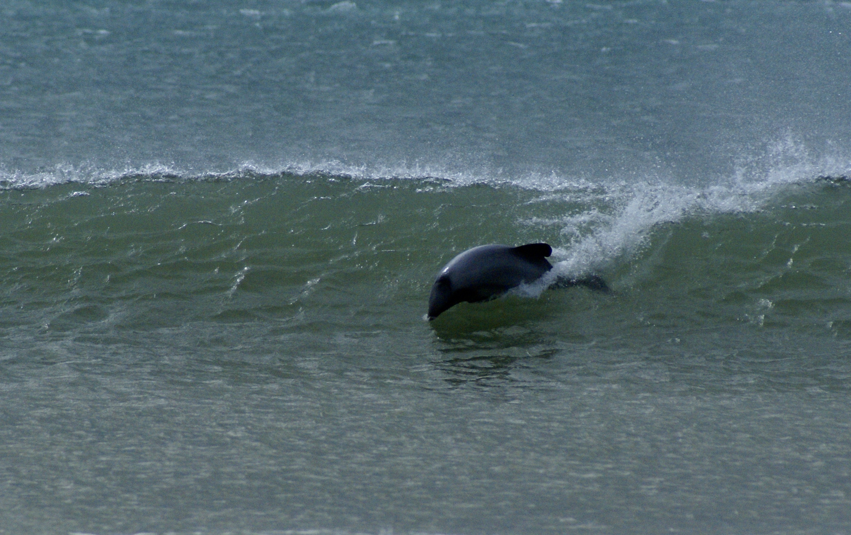 A rare action shot - An endangered Hectors dolphin surfing - Curio Bay, NZ