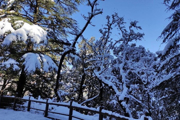 Snowfall In India In January