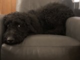 Reactive Dog Outsmarting All Of Us R Reactivedogs