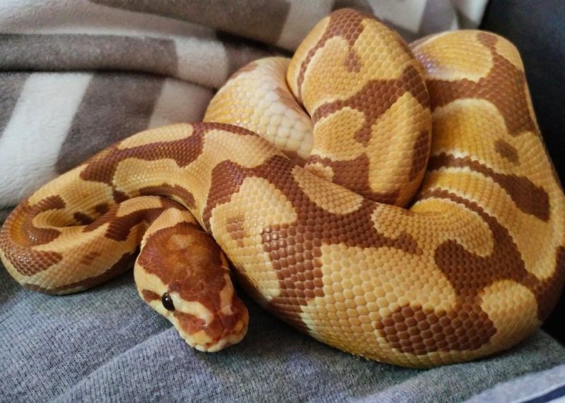 Python Sort Dict Keys Imaginative Minds - Best Colorful Designs in HD