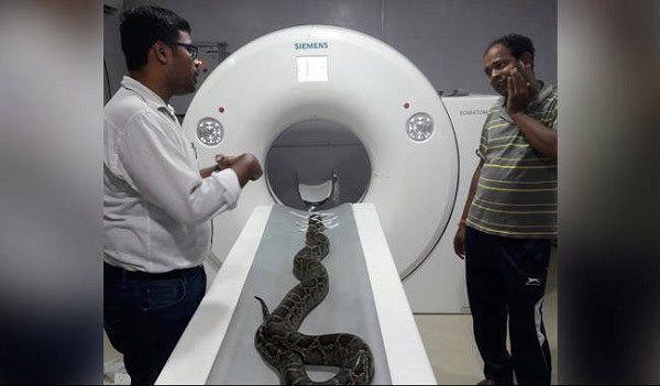 সাপের সিটি স্ক্যান পরীক্ষা চলাকালে দুই ব্যক্তি দেখছেন. Channel i News - চ্যানেল আই নিউজ