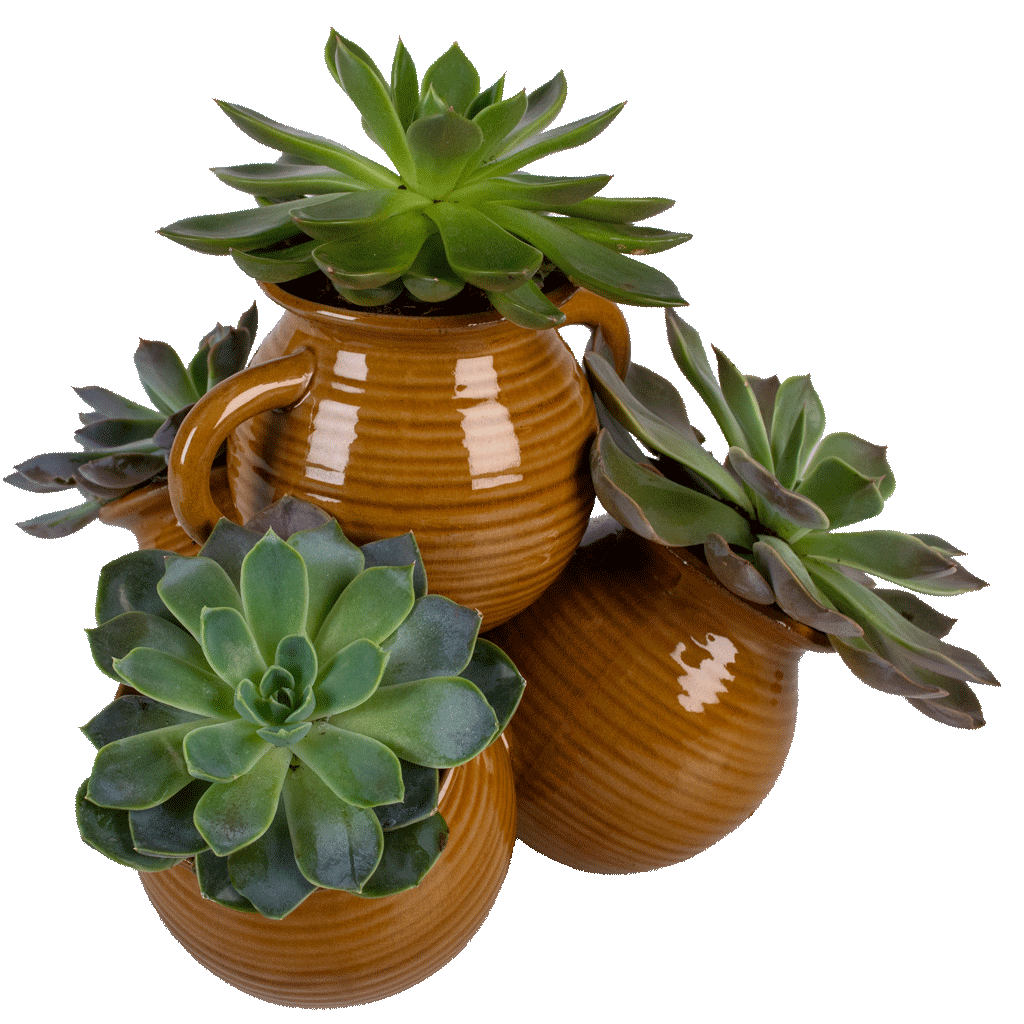 Rustic Succulent Garden