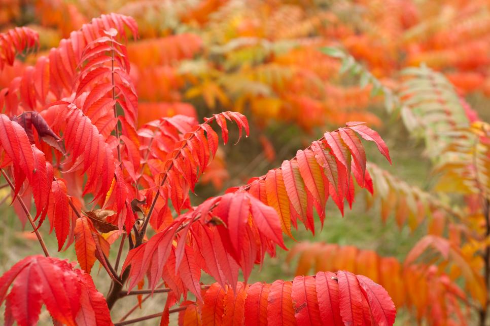 fall gardening 101