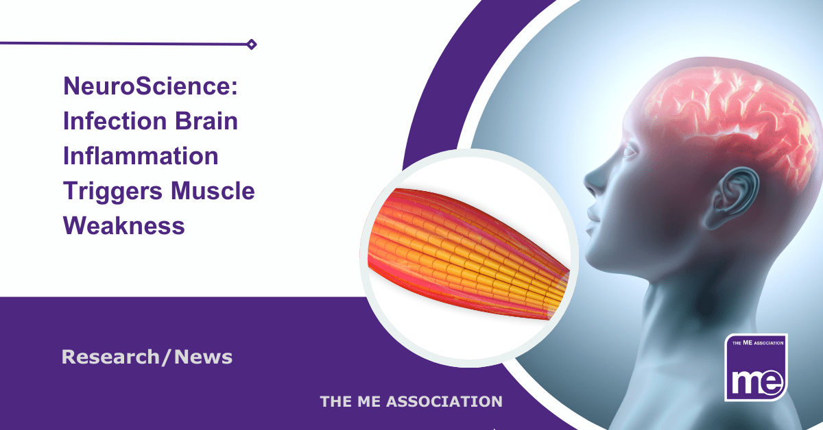 IMAGE DESCRIPTION: An image to represent a human with the brain showing, with a circular image showing muscle fibres. Title reads: NeuroScience: Infection Brain Inflammation Triggers Muscle Weakness. The ME Association Logo (bottom right)