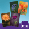 IMAGE DESCRIPTION: A light blue background with the images of the four notelets.. The images are of beautiful and colourful flowers. The ME Association logo (bottom right)