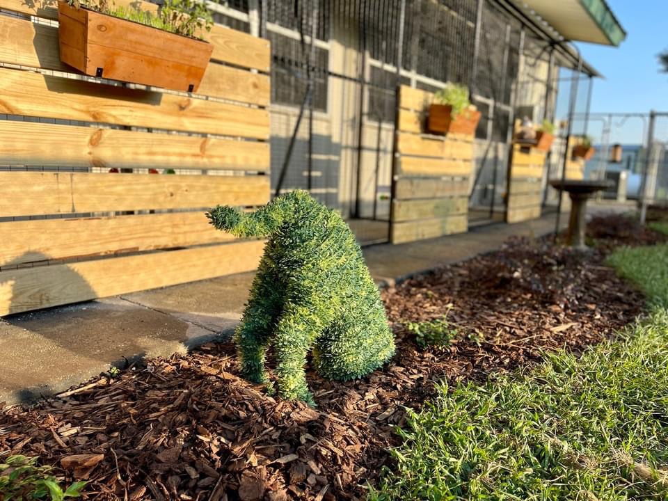 Acadiana animal aid’s shelter facility renovations phase 1 complete, phase 2 starting in october