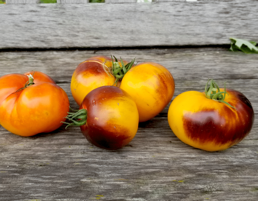 Lucid Gem Tomato Developing Roots Studio