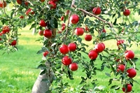 Comment tailler le pommier en palmette ? | сад на ...