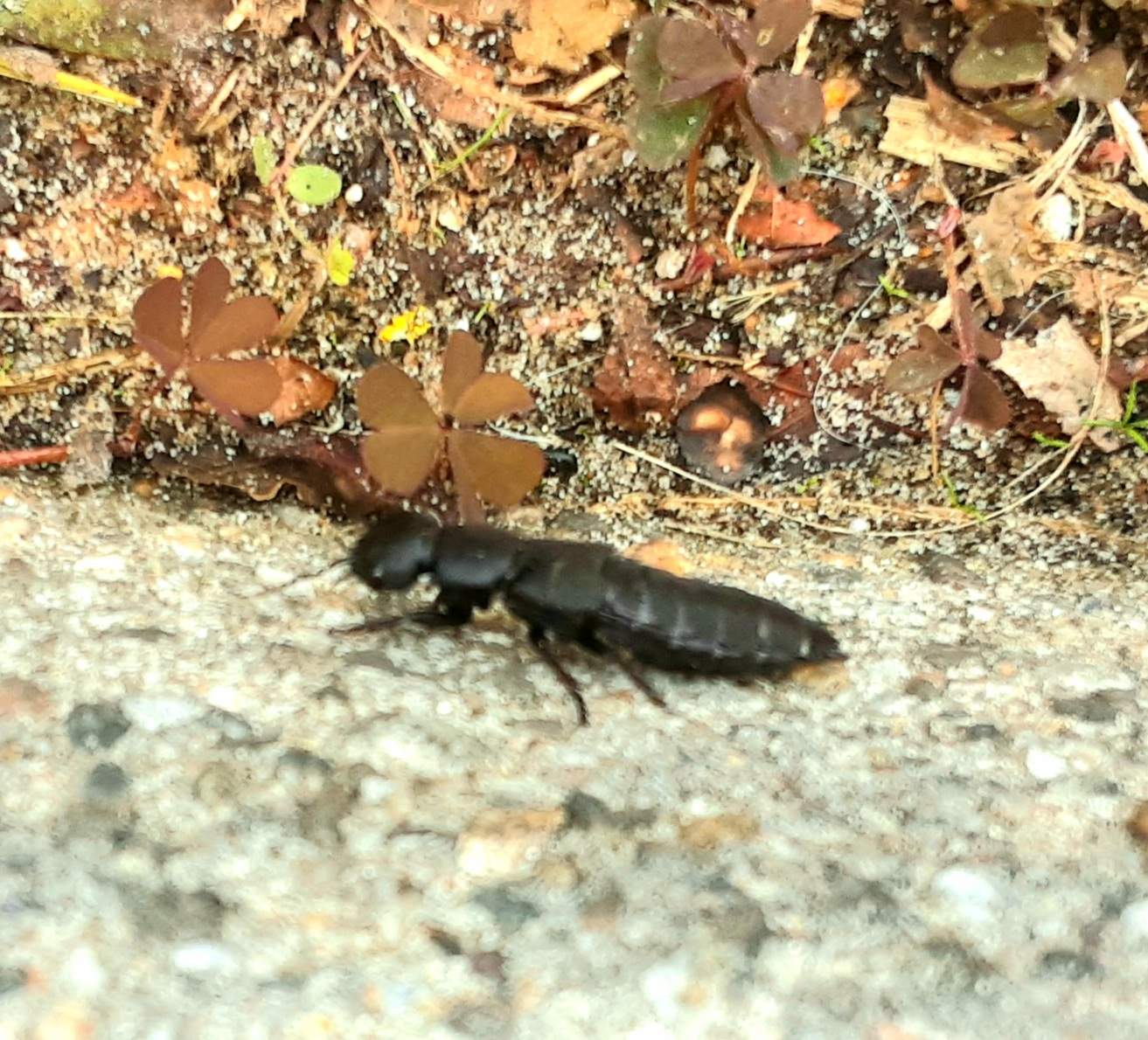 The Devil’s Bug