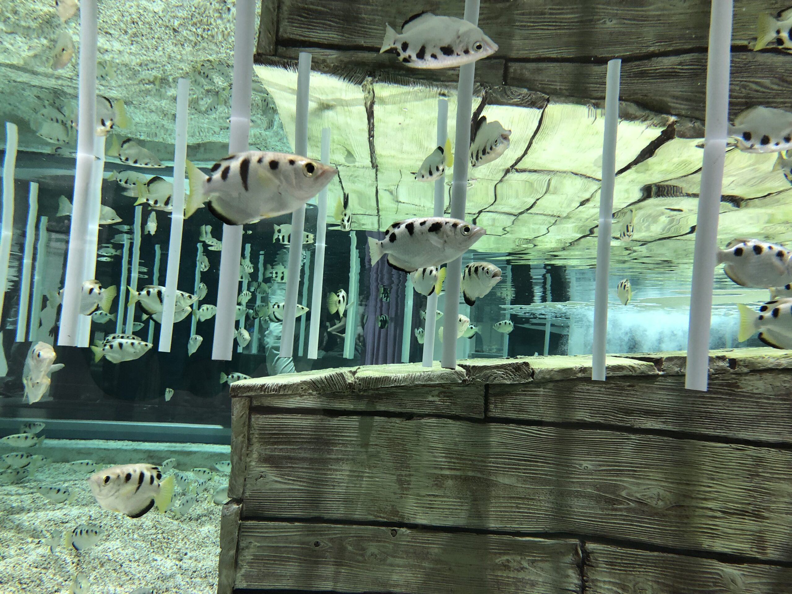 【関西駅近】定番水族館「ニフレル」の紹介！場所や料金などの基本情報とエリア情報