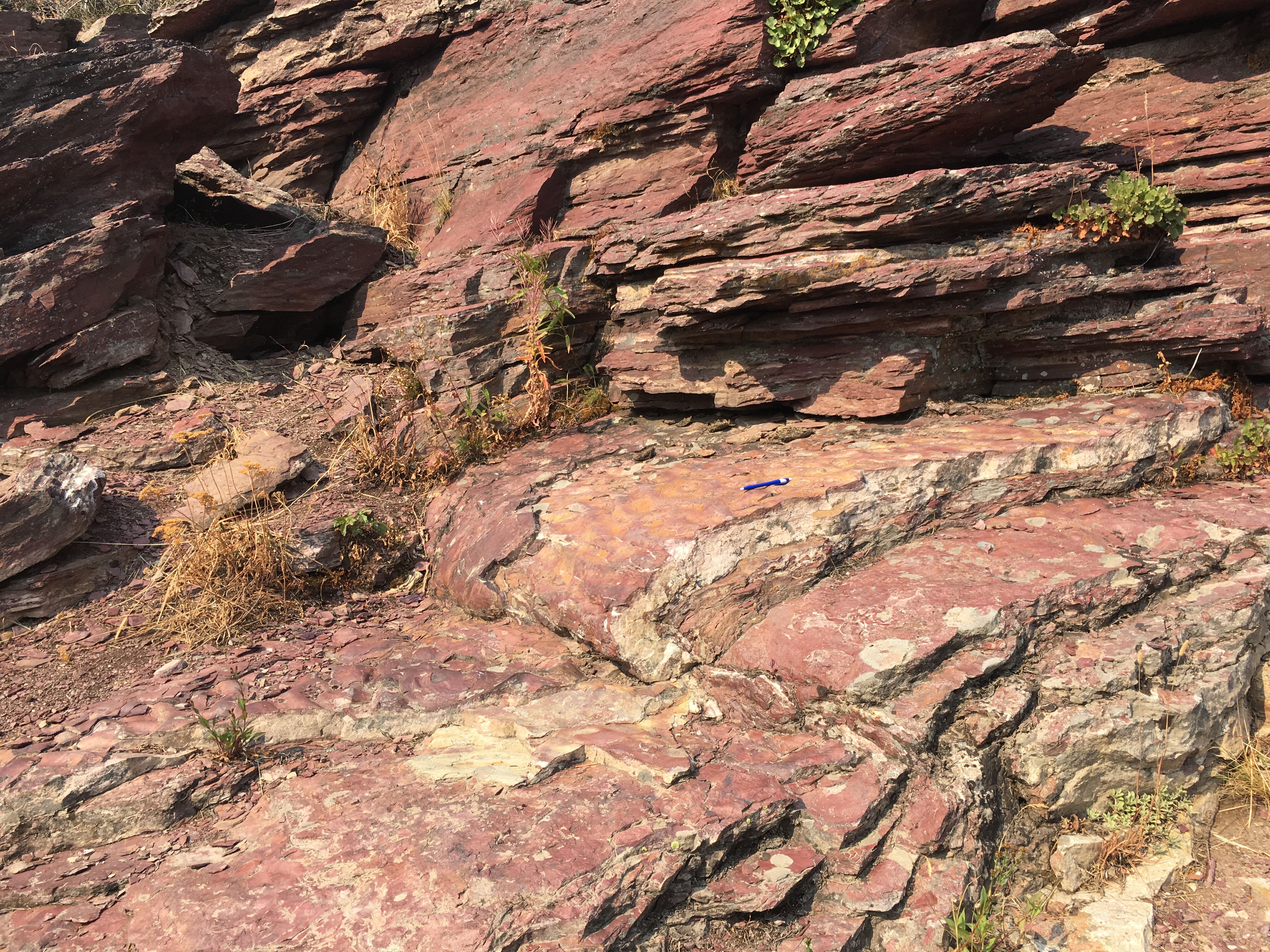 Folded ripples of the Grinnell Formation!