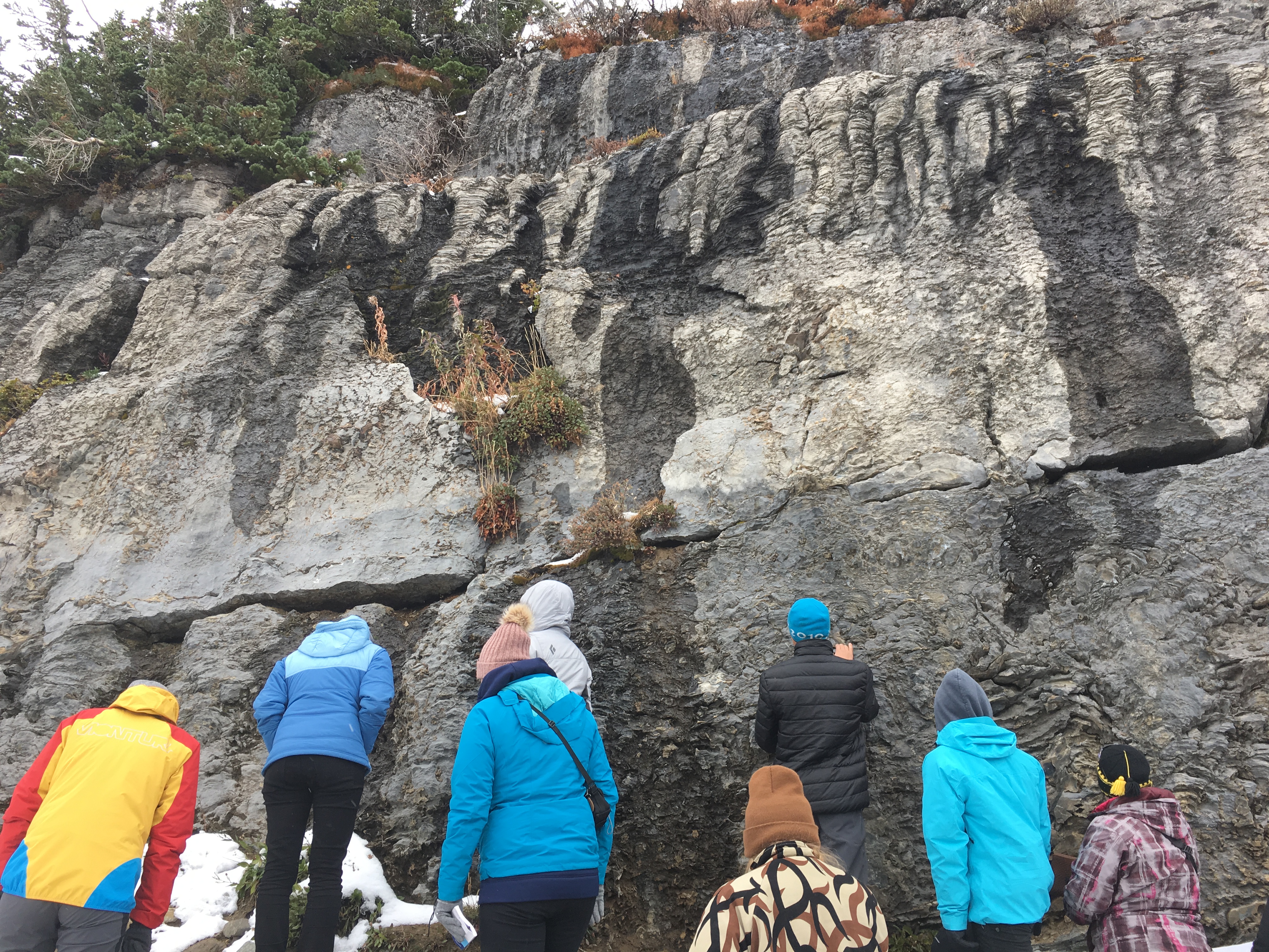 1.6 Ga stromatolites