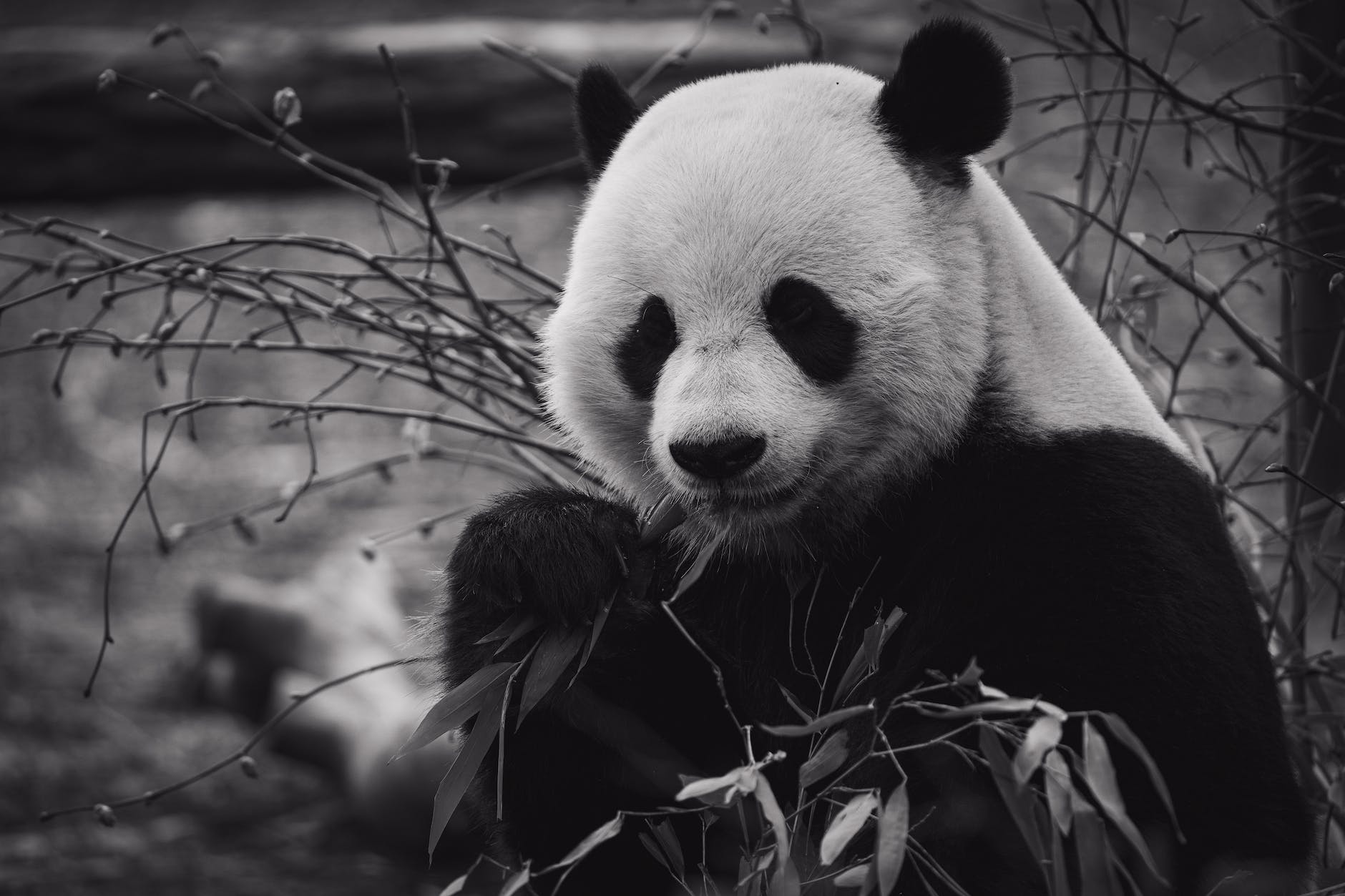 Introduction to Pandas for Machine Learning
