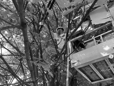 Aerial Line Clearing