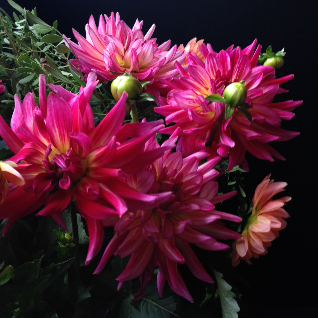 Fleurs_devorezmoi_09