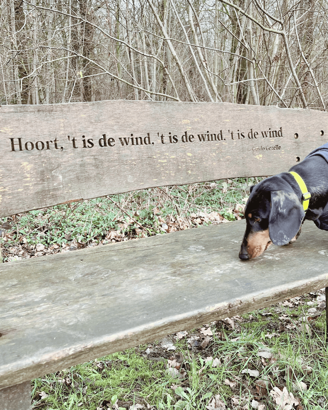 Molly op een bank in het bos met zin van Guido Gezelle