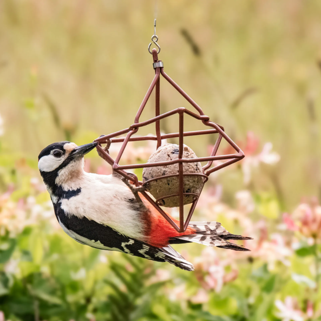 Vogelvoedhouder in de vorm van een rode ster met vetbol en specht