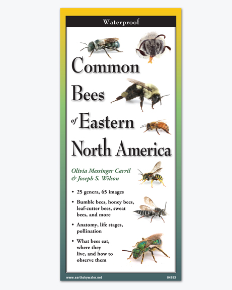 Common Bees Guide