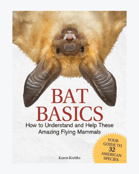 Bat Basics