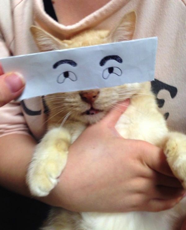 кот с нарисованными глазами