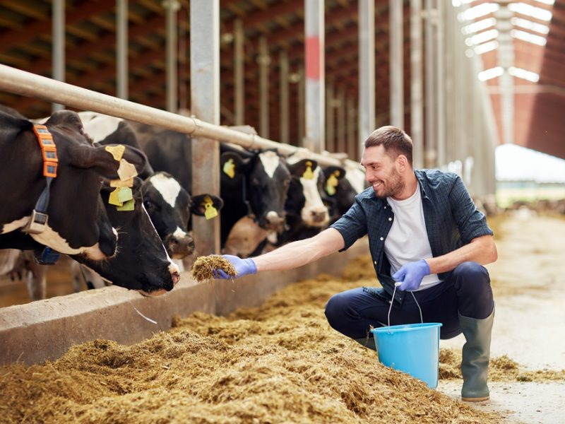 Animal feed Business पशु आहार व्यवसाय के लिए रजिस्ट्रेशन और लाइसेंस