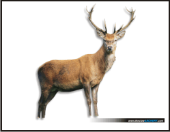 printable targets dewclaw archery