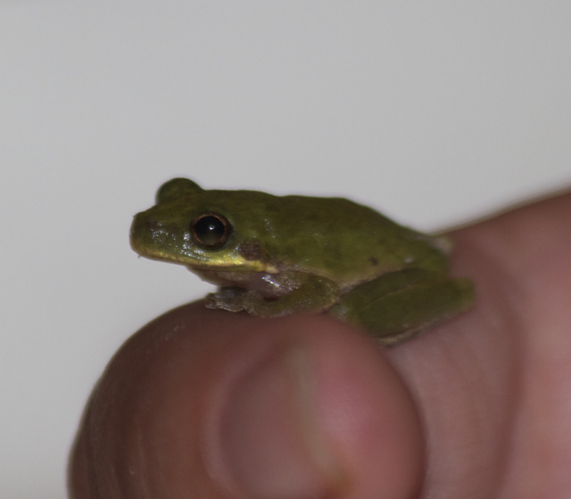 These Squirrel Tree Frogs Were Spotted U S Fish And Wildlife Service Northeast Region Facebook