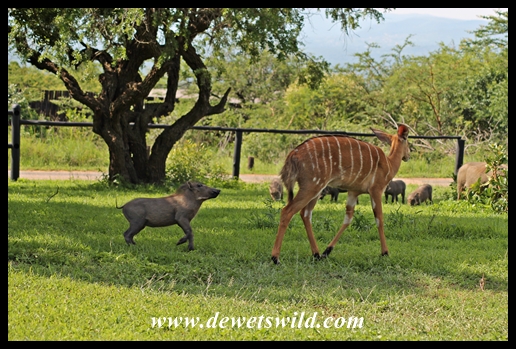 Nyala and warthog playing in Mpila