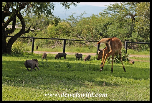 Nyala and warthog playing in Mpila