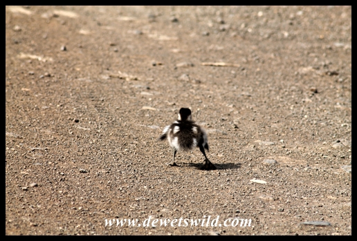 Tough beginning for an Egyptian gosling