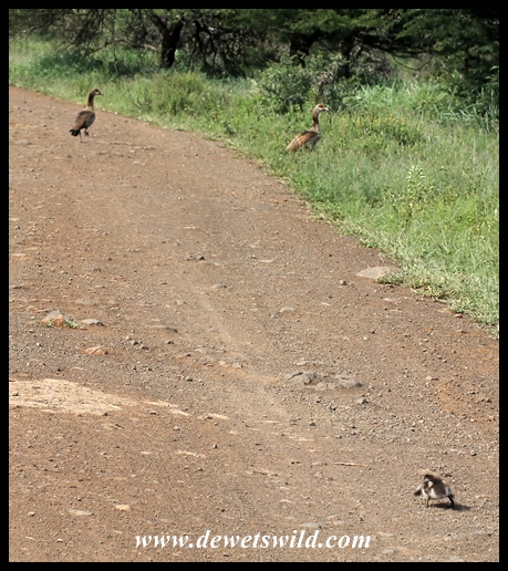 Tough beginning for an Egyptian gosling