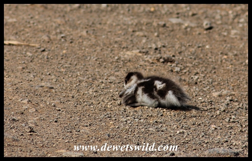 Tough beginning for an Egyptian gosling