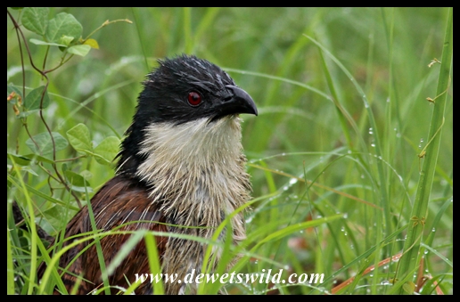 Burchell's Coucal