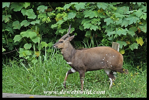 Bushbuck