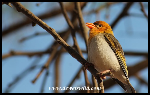 Blogposts | DeWetsWild | Disappearing into South Africa's wild