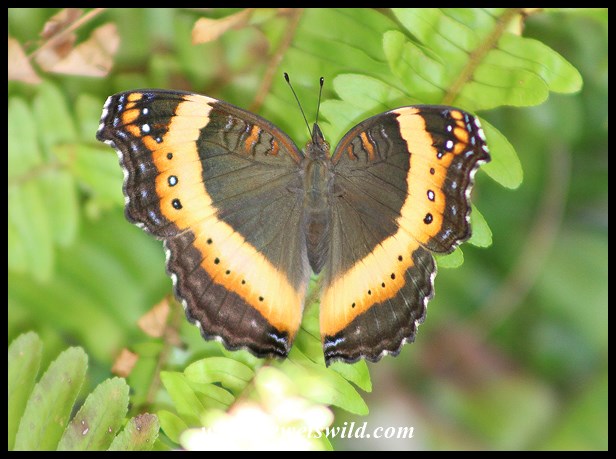Garden Commodore | DeWetsWild