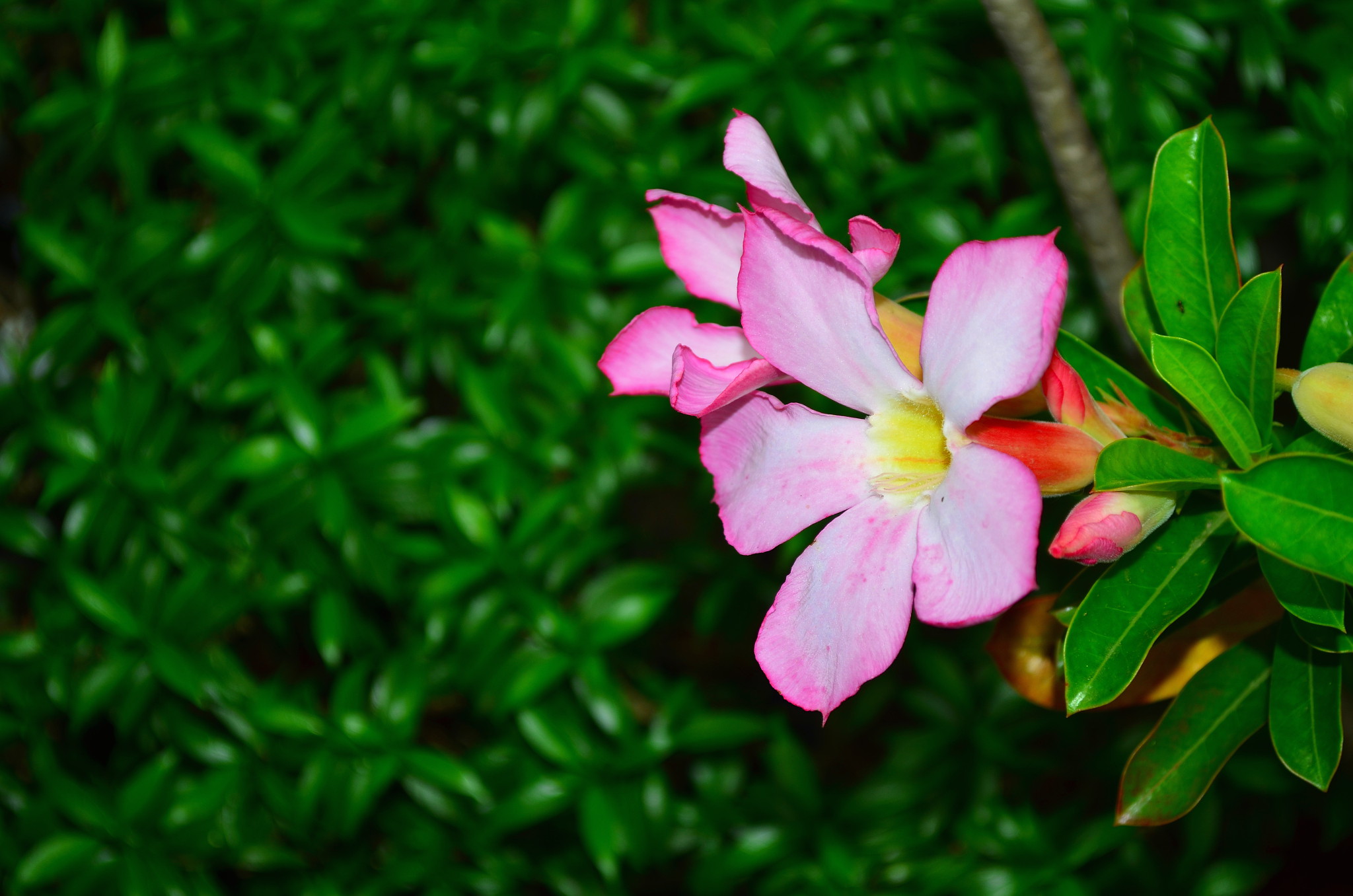 Dapatkan Gambar Foto De Stock Sobre Torch Ginger Ginger Flower Bunga Kantan Terkeren by www.lampunghits.com