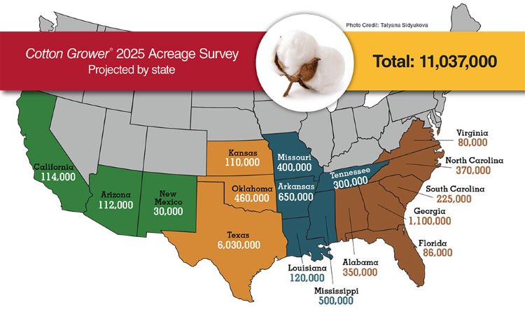 Cotton Acres For 2025 It S Complicated Grower CG Acreagemap Revised Web.