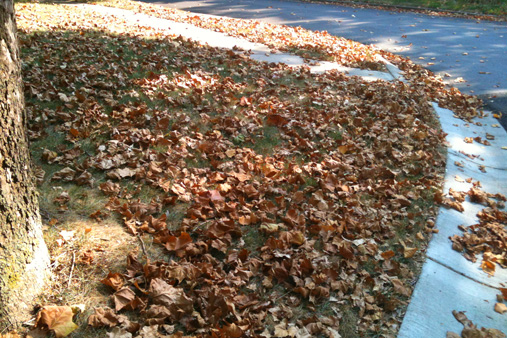 Sycamore American Plane Tree Buttonwood Mdc Discover Nature