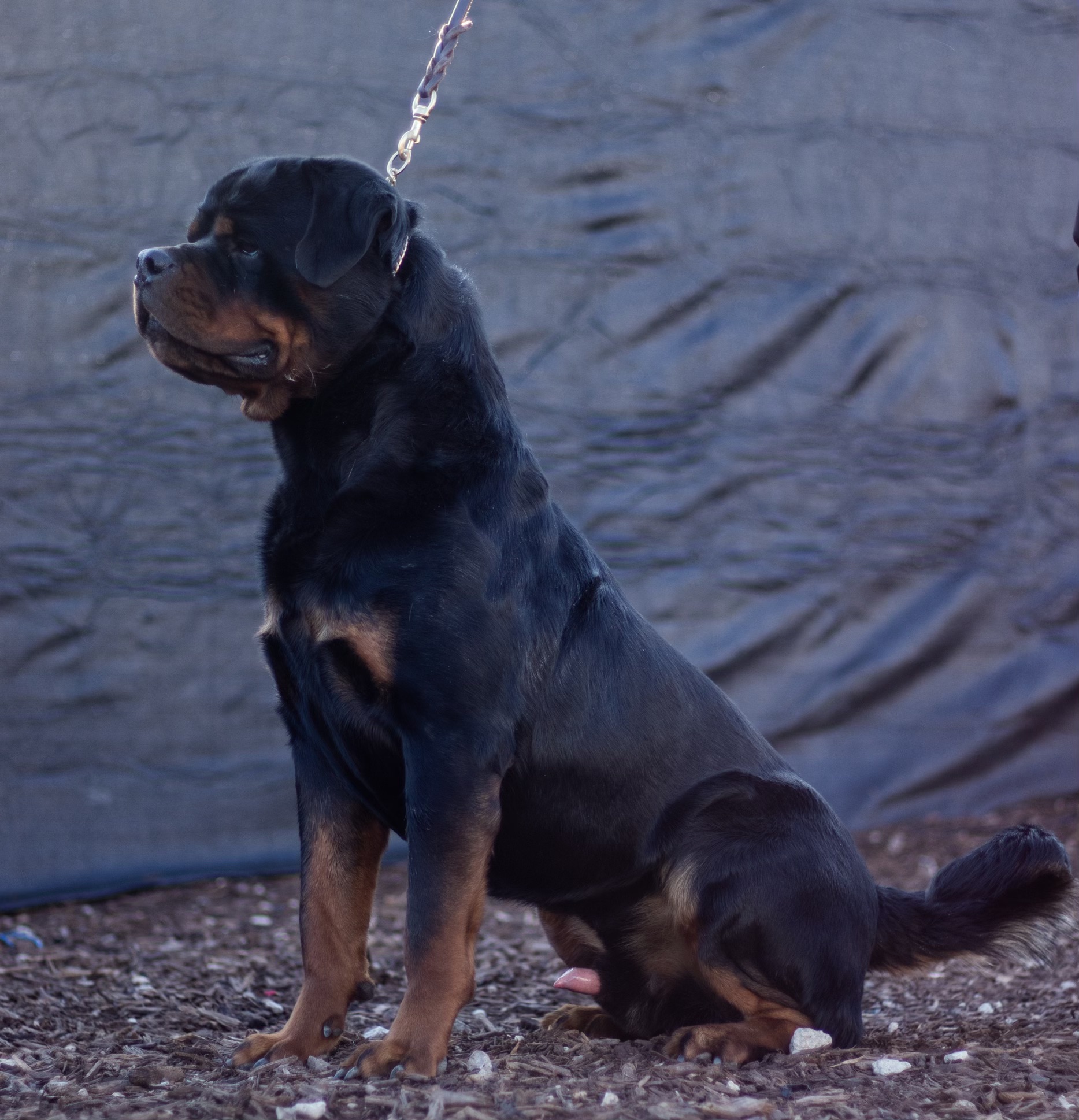 Dog Breeder Dallas Fort Worth | DFW Dawg Life