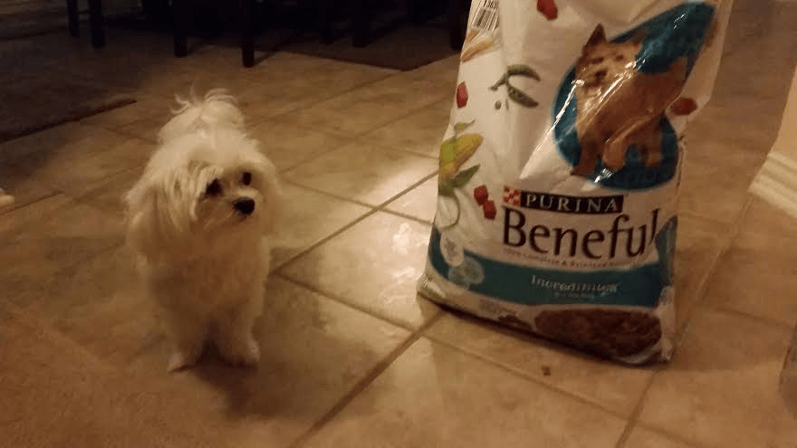 dallas fort worth pet sitters