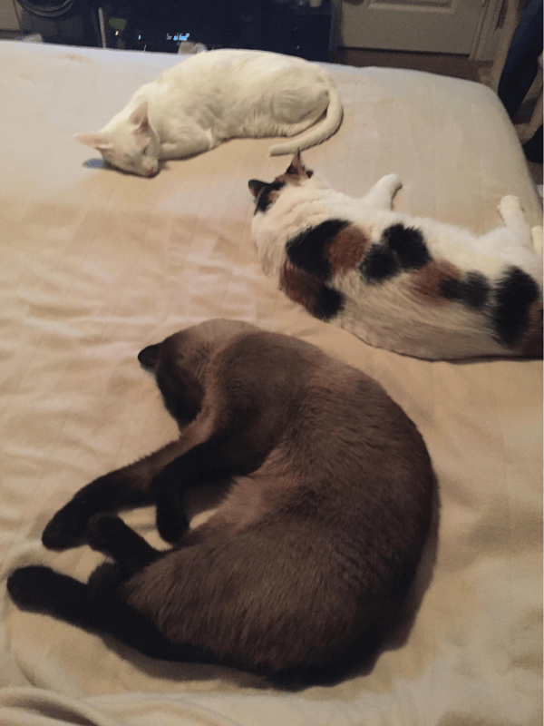 pet sitting sleeping cats