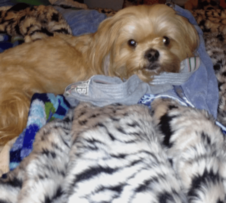 my dog love of my life