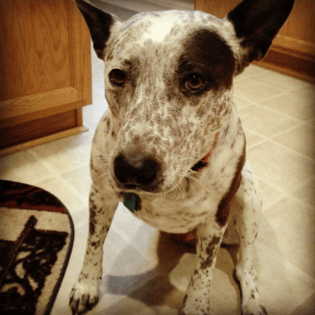 pet sitting this dog