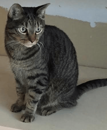 tiger the cat