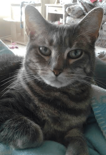 cat chilling