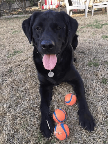 dog with tennis balls