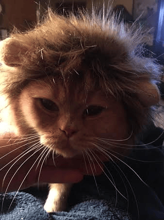 kitten looking like a lion