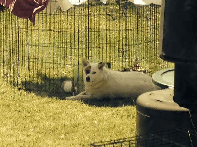 dog laying outside